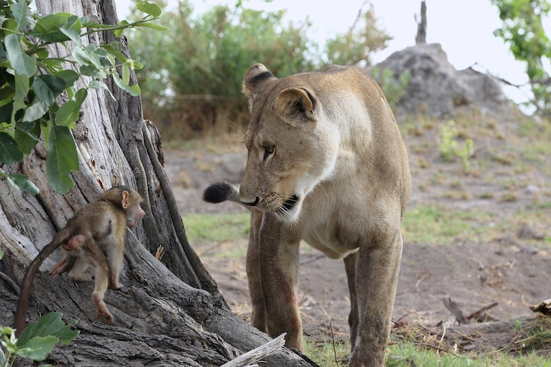 Illustration for article titled Harrowing Photos Capture Tense Encounter Between Baby Baboon And Lion